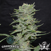 Greenbud Seeds - Lemon Pie - Feminized