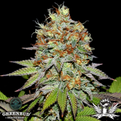 Greenbud Seeds - Makaha - Feminized