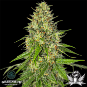 Greenbud Seeds - Midnight Sundae (Limited Edition) - Feminized