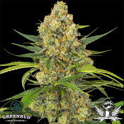 Greenbud Seeds - Mimosa Afghan Storm Auto (Limited Edition) - Feminized