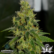 Greenbud Seeds - Mimosa Pie (Limited Edition) - Feminized