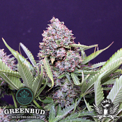 Greenbud Seeds - Polar Expres Auto - Feminized