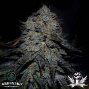 Greenbud Seeds - Royal Marker (Limited Edition) - Feminized
