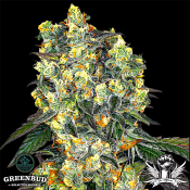 Greenbud Seeds - Secret Orchard (Limited Edition) - Feminized