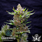 Greenbud Seeds - Snow Ripper - Feminized / Regular