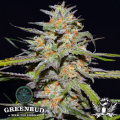 Greenbud Seeds - Spitfire - Feminized