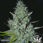 Greenbud Seeds - Strawberry Glue - Feminized