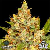 Greenbud Seeds - Strawberry Gorilla Auto (Limited Edition) - Feminized