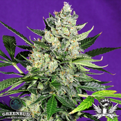 Greenbud Seeds - West Coast OG Auto (Limited Edition) - Feminized