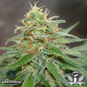 Greenbud Seeds - White Widow (Limited Edition) - Regular