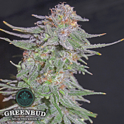 Greenbud Seeds - White Widow x AK 47 Early Version - Feminized