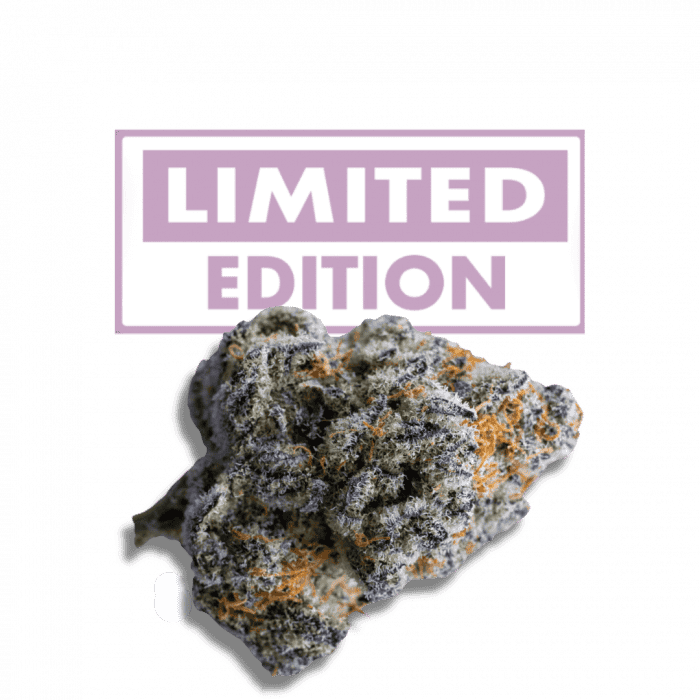 Banana Shertbet Double XL Auto - Feminized - Growers Choice