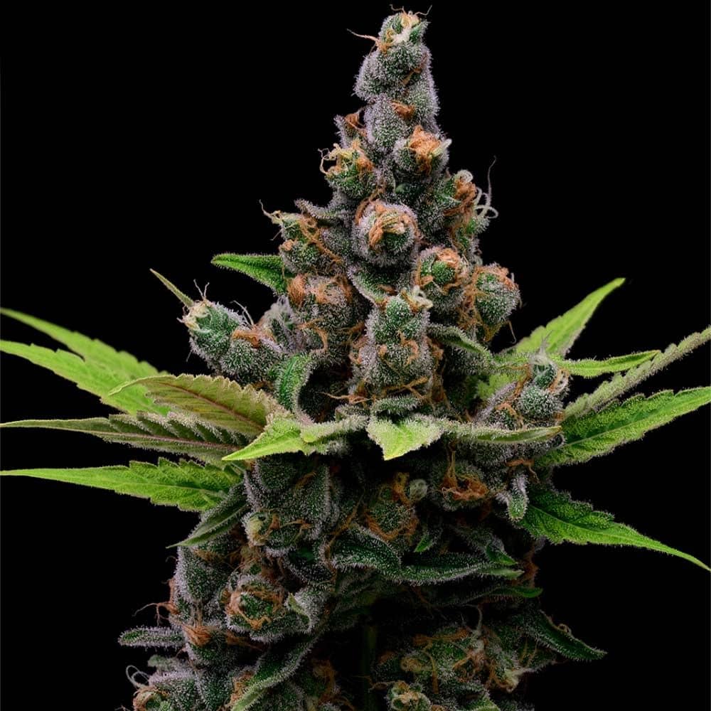 Green Bodhi Genetics - Guava Slushy - Feminized 