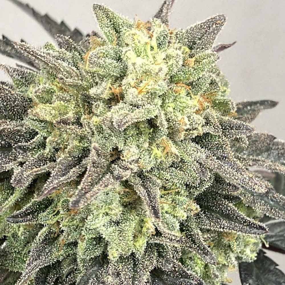 Karma Genetics Seeds - Guava Zi - Regular