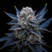 Triploid Cannabis Seeds - Guava Ice Cream - Feminized Triploid