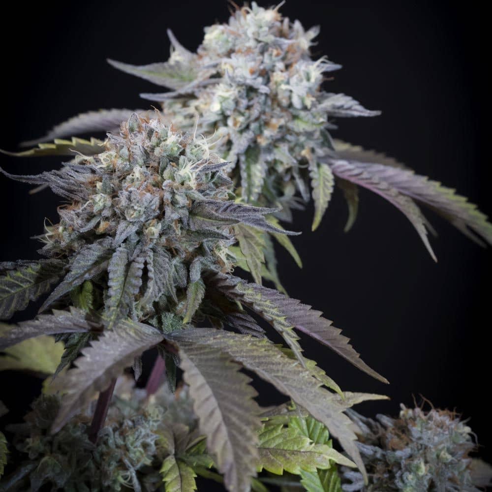 Paradise Seeds - Gulupa Female