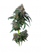 Maverick's Genetics Seeds - Gush Mints Feminized