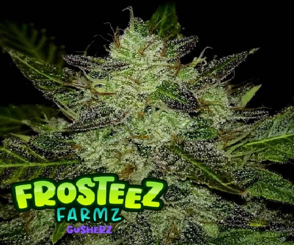 Gusherz - Feminized - Frosteez Farms Seeds       