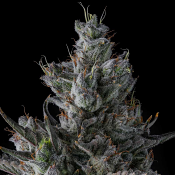 Compound Genetics - Guwop Green - Feminized