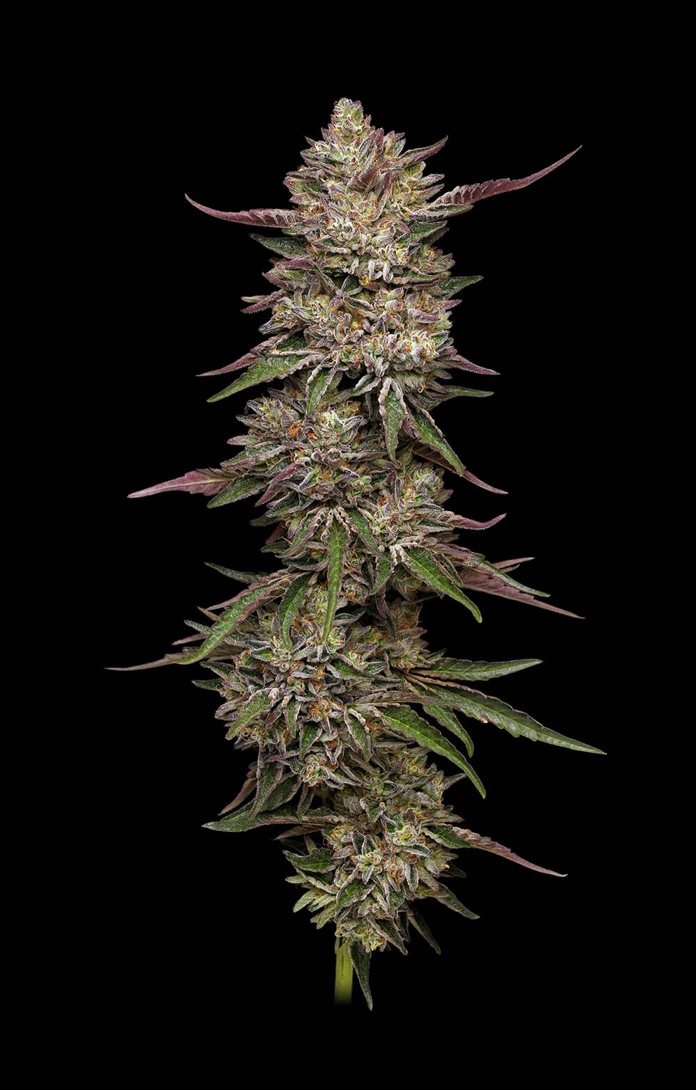 Humboldt Seed Company - Guzzlerz - Feminised