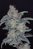 Pure Instinto Seeds - HB Dunkun'z Feminized