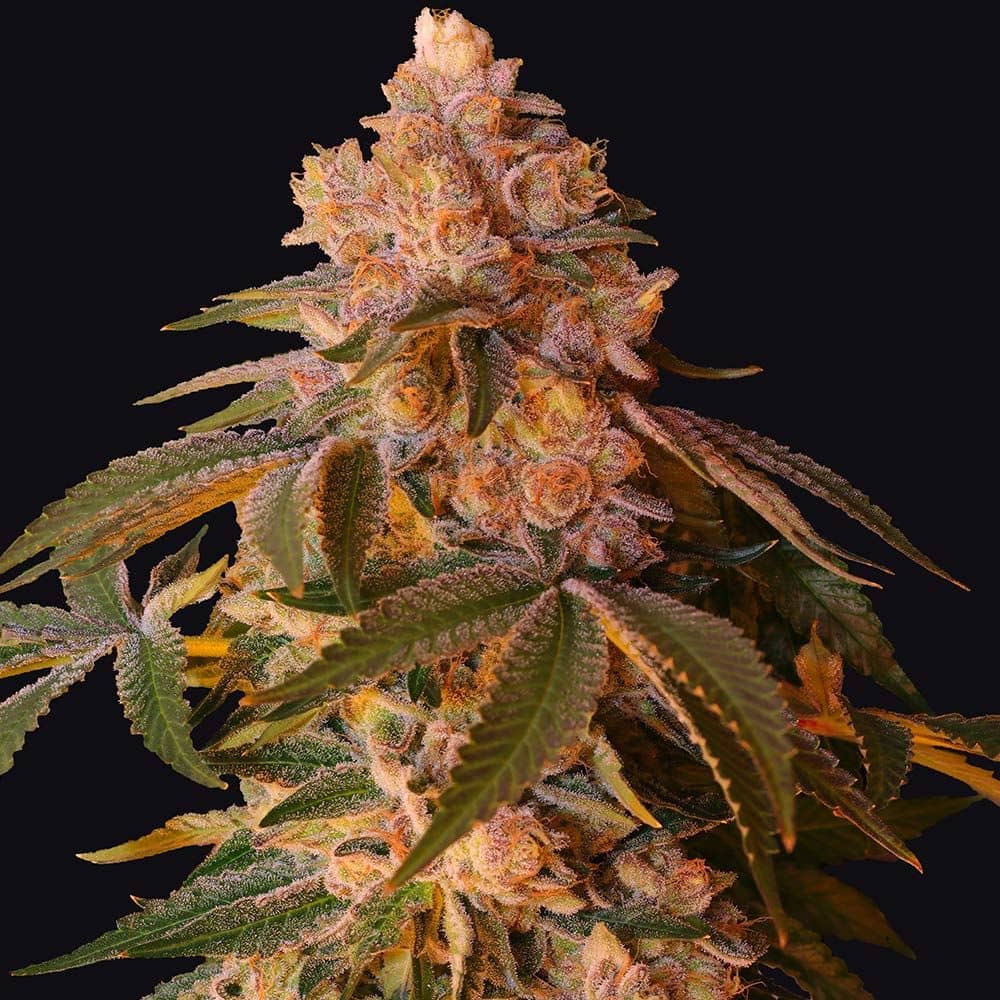 Grateful Seeds - Happy Ending - Feminized