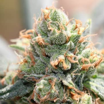 Limited Edition Hash Tonic- Feminized - Ace Seeds  