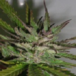Taylor'd Genetics - Hazy Daze Feminized 