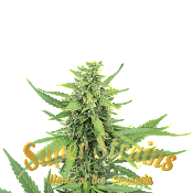 Superstrains Seeds - Hermana De La Noche Feminised