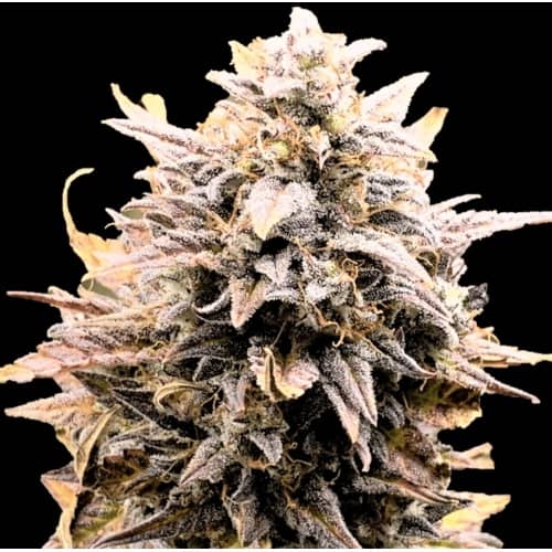 High THC Titans Fat Bastard Auto Feminised    