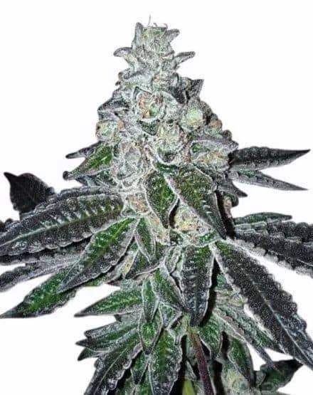 High THC Titans Gelato Feminised  