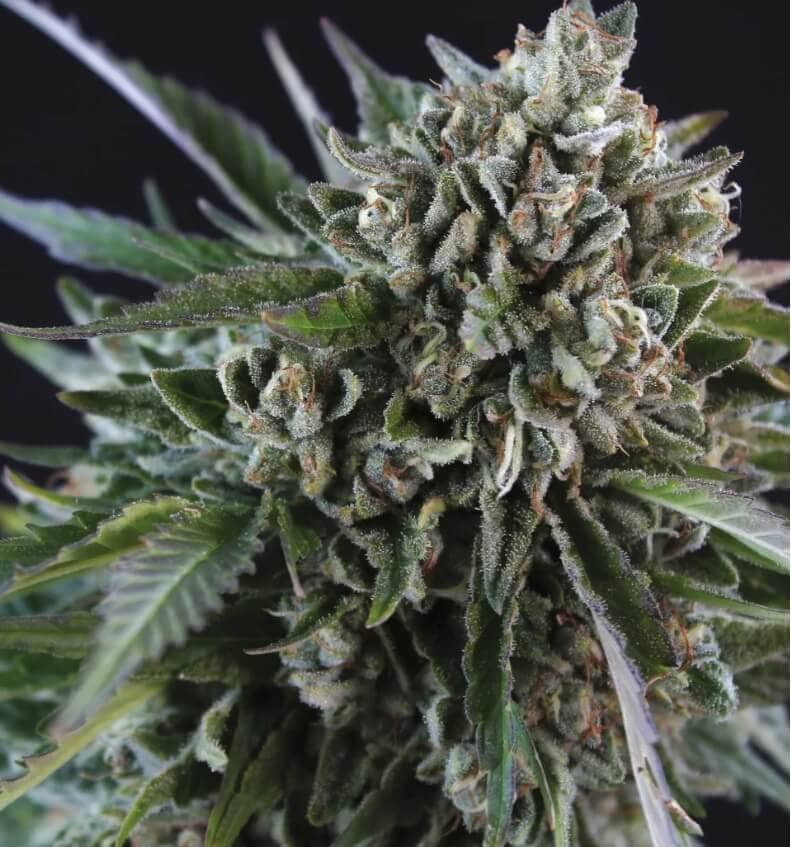 High THC Titans Grease Monkey Feminised