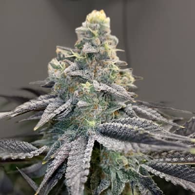 High THC Titans Mandarin Cookies Feminised    