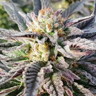 High THC Titans Reese McFlurry Feminised      