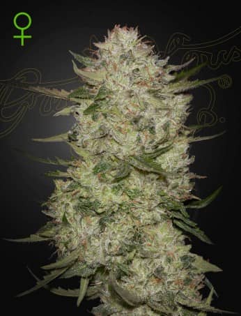 Green House Seeds Highcloudz Auto Feminized 