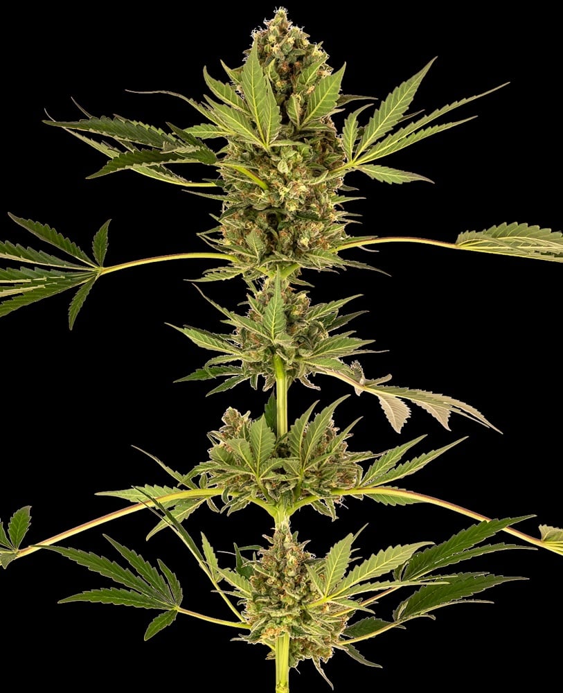 Himalayan CBD– Feminized – Sensi Seeds 
