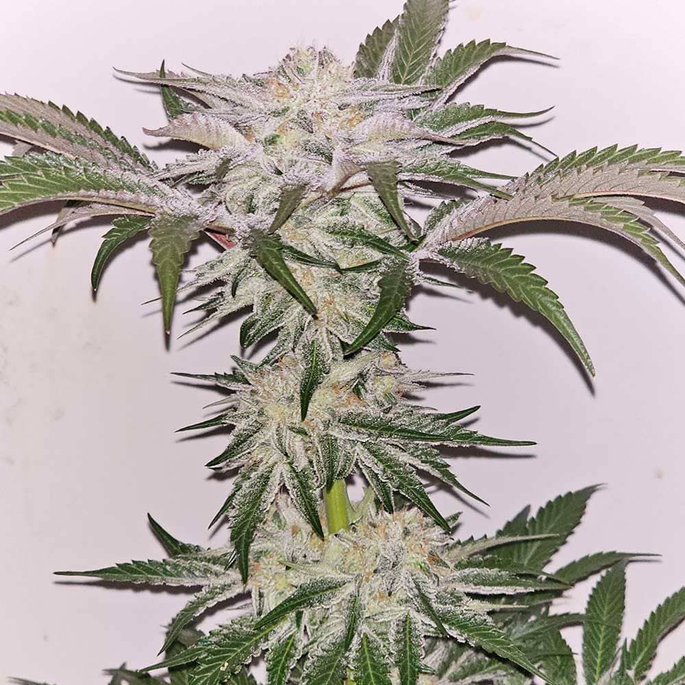 Karma Genetics Seeds - Hindu Runtz - Feminized 