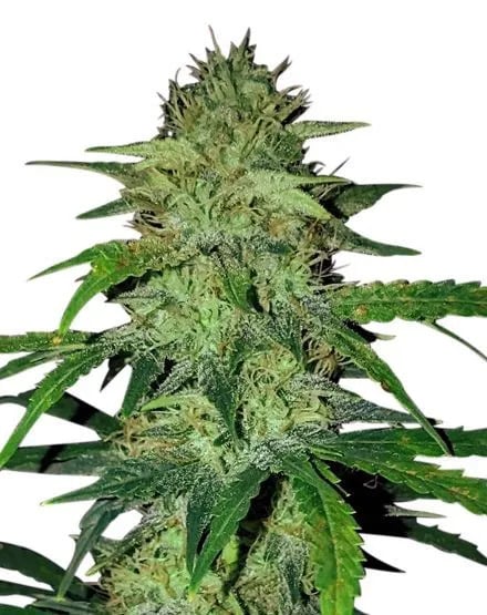 2025 Cannabis Seed Collection - Hindu Kush - Feminized