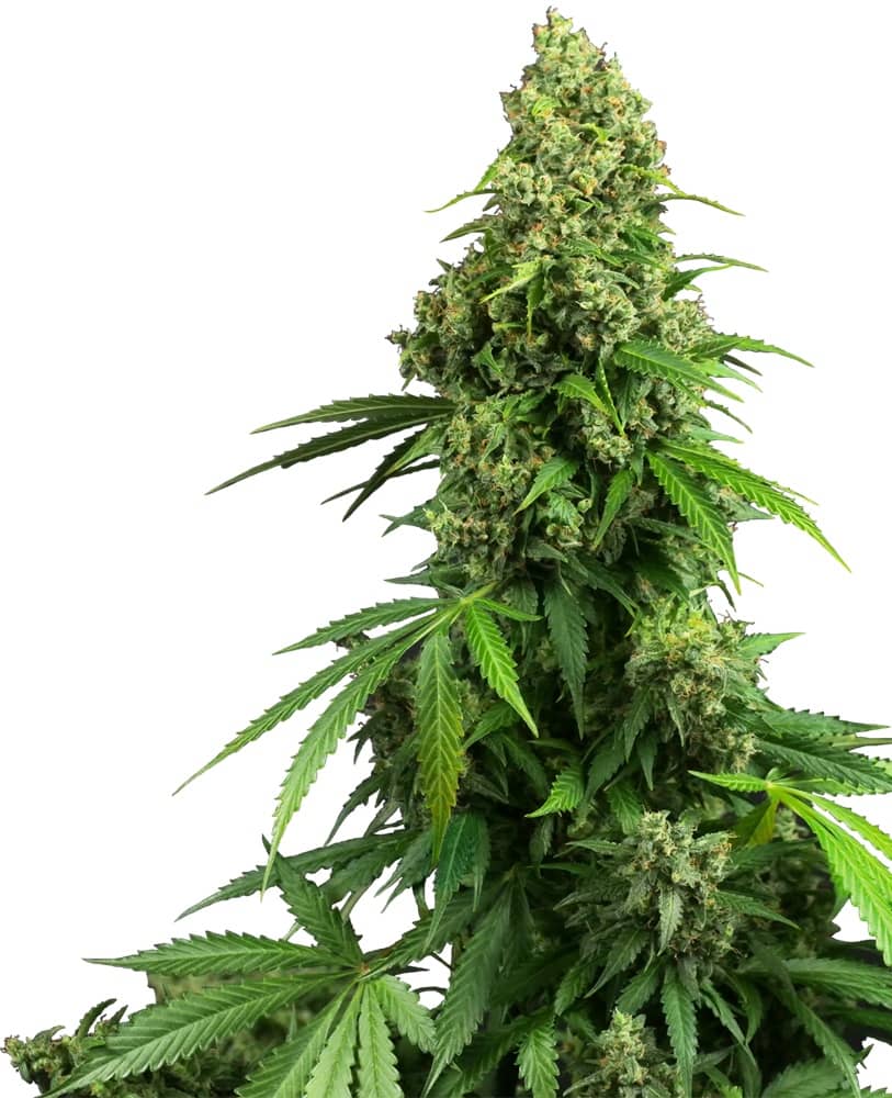 Honey Melon Kush Auto - Feminized - Sensi Seeds Research 