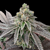 Grateful Seeds - Honey Pam Feminized
