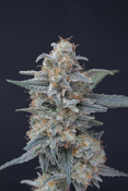 Pure Instinto Seeds - Honeyed Cream Dream Feminized