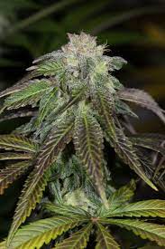 OG Kush - Feminized - Humboldt Seed Company     