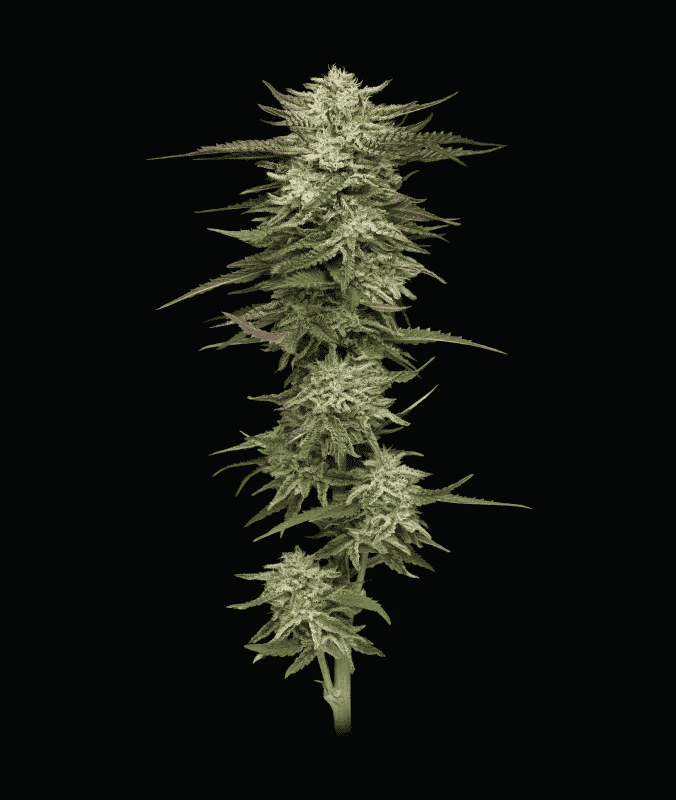 Humboldt Seed Company - Humboldt Headband - Feminised