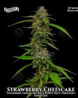 Strawberry Cheesecake- Feminized - Humboldt Seed Company    