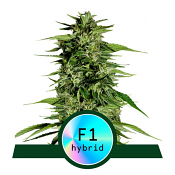 Royal Queen Seeds - Hyperion F1 Auto Feminized