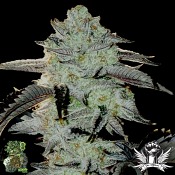 In House Genetics Frozen Gelato - Feminized