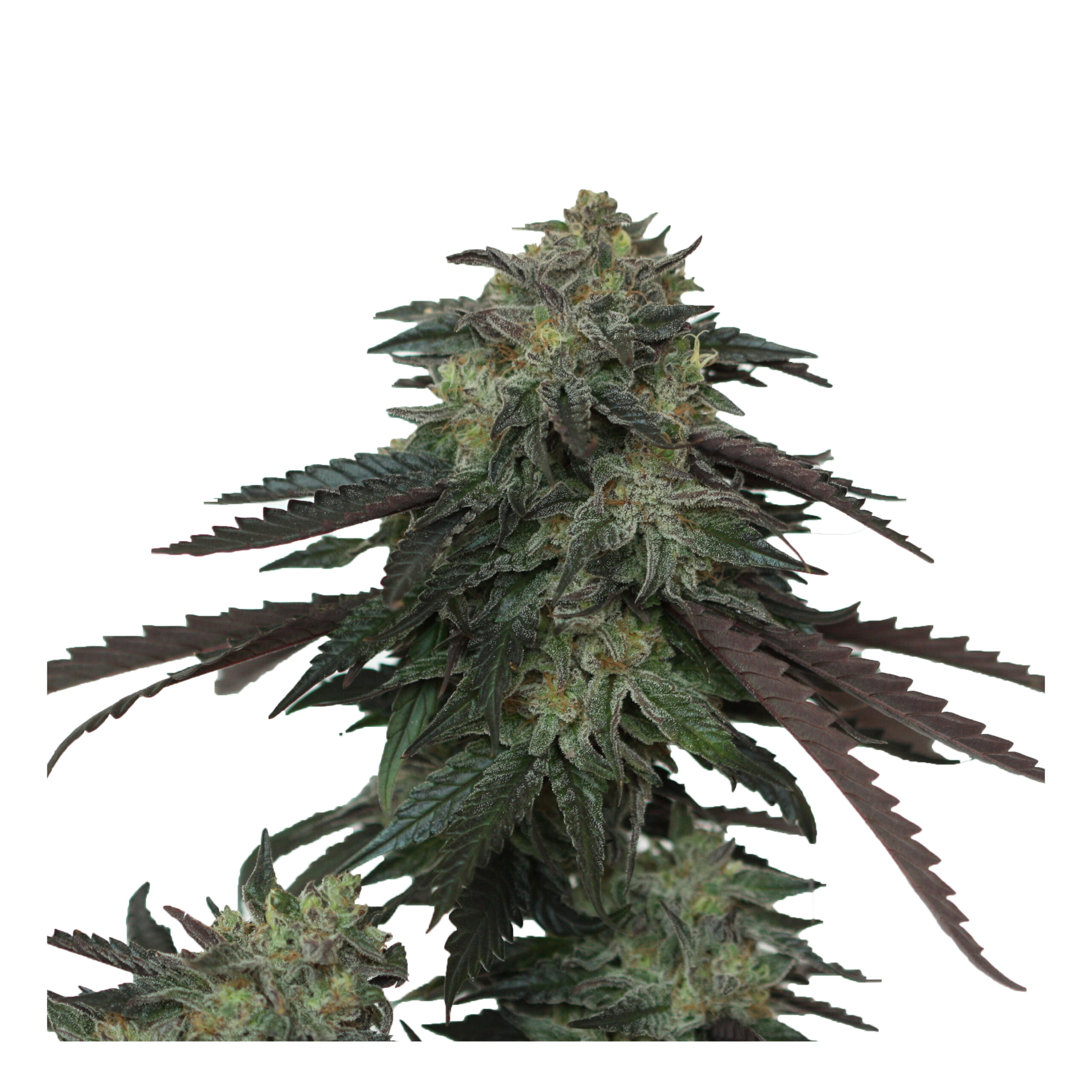 Devil's Harvest Original Ice Cream OG Feminized 