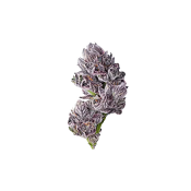 Growers Choice Seeds - Iced Sangria TRIPLOID Feminized 
