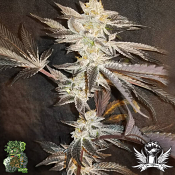 In House Genetics 33rd Degree - Feminized