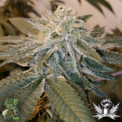 In House Genetics Alien Breath - Regular